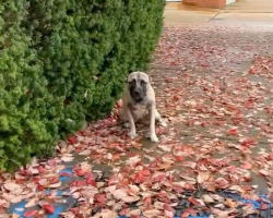 Heartbroken Pup Left on Sidewalk Finds Hope After Family Drives Away