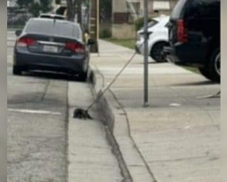 Scruffy Puppy Tied to a Pole Survives the Night — Then a Rescuer Finally Stops for Him