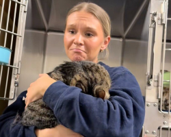 Cat Hides Her Face After Being Returned to the Shelter — Until Someone Shows Her She’s Safe Again