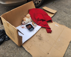 Pittie Pulled From a Trash Bag Shocks Rescuers — And Steals Every Heart He Meets