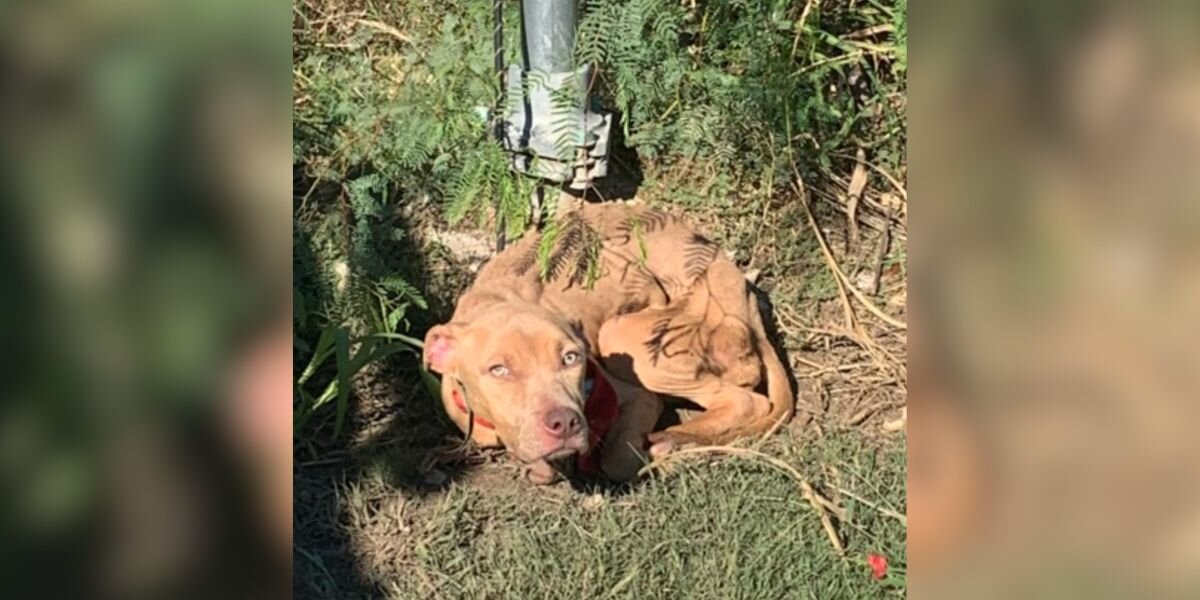 Puppy Tied to a Pole in the Middle of Nowhere Had Given Up — Until She Looked Up and Saw Help