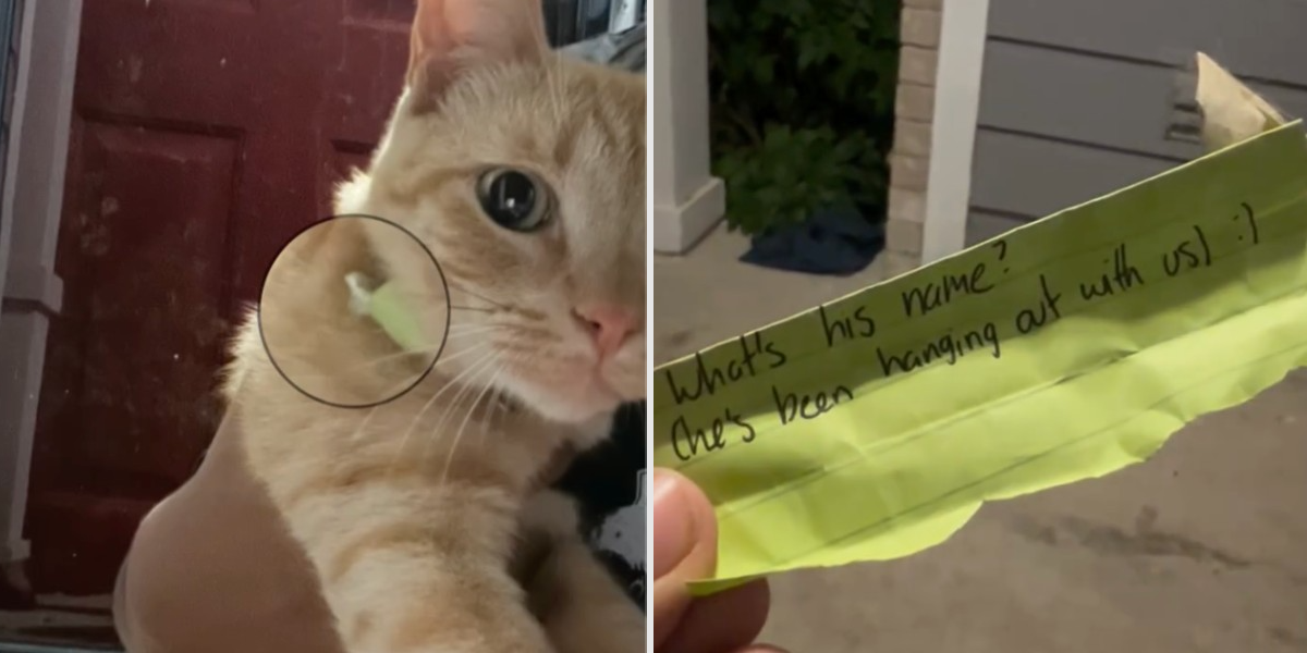 Woman Reads a Note on Her Cat’s Collar — Then Discovers He Has a Second Family