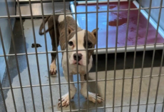 Shelter Dog With “Ducky” Feet and a Wiggly Walk Wins Hearts — And a Second Chance