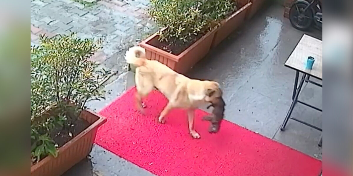 Stray Dog Appears At Vet’s Door Carrying Her Puppy — Begging For Help
