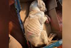 Puppy Found ‘Cold To The Touch’ In A Cardboard Box Had Only Moments Left