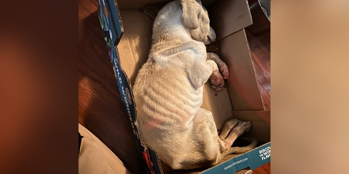 Puppy Found ‘Cold To The Touch’ In A Cardboard Box Had Only Moments Left
