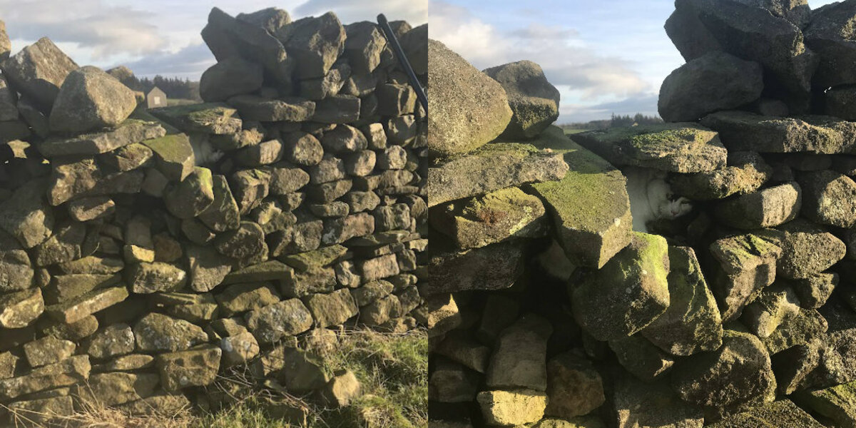 Dog Stops Mid-Walk — And Leads His Owner To A Cat Trapped Inside A Stone Wall