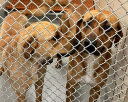 Bonded Shelter Sisters Cling To Each Other — Unaware Their Rescue Is Already Underway