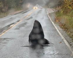 Police Chief Doubts Call About Massive Animal Blocking Road — Until He Sees It Himself