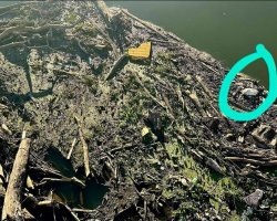 Kayaker Spots Pelican Trapped in River Sludge — And Paddles In to Save Her Life