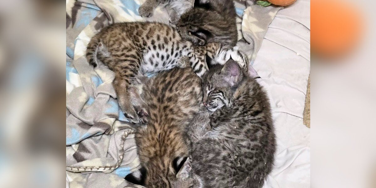 Homeowners Spot “Kittens” Cuddled Under Their Shed — Then Realize They’re Something Wildly Different
