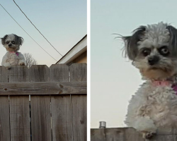 Tiny Dog’s Intense Fence Peek Goes Viral — But She’s Not What People Think