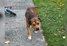 Injured Stray Limped Over To A Stranger — Then Melted Right Into Her Arms