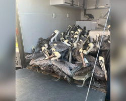 Hail Storm Devastates Tiny Island, Leaving Hundreds Of Pelicans Injured And Waiting For Help