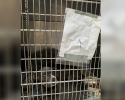 Dog Left Outside Shelter With Handwritten Note Breaks Rescuers’ Hearts — And Then Finds Her Family