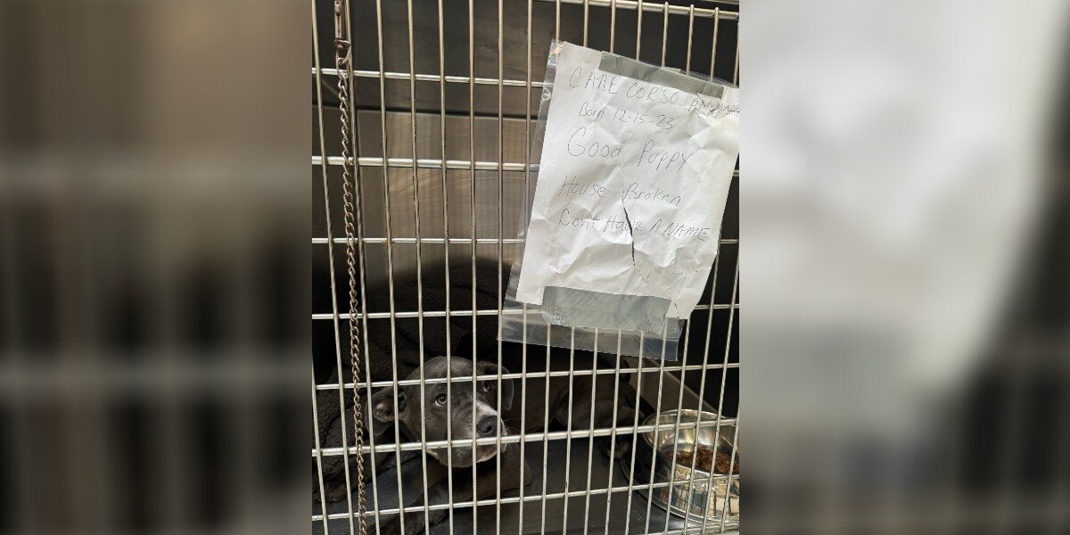 Dog Left Outside Shelter With Handwritten Note Breaks Rescuers’ Hearts — And Then Finds Her Family