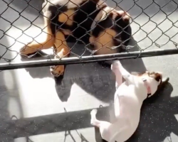 Day Care Says He’s Too Big For The Small Dogs — But He Still Won’t Leave His Tiny Best Friend