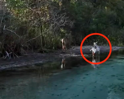Boater Spots Rare Speckled Deer Standing Along Florida Riverbank