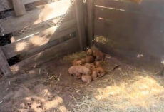 Loyal Mama Dog Guides Rescuer To Hidden Litter Of Golden Retriever Puppies
