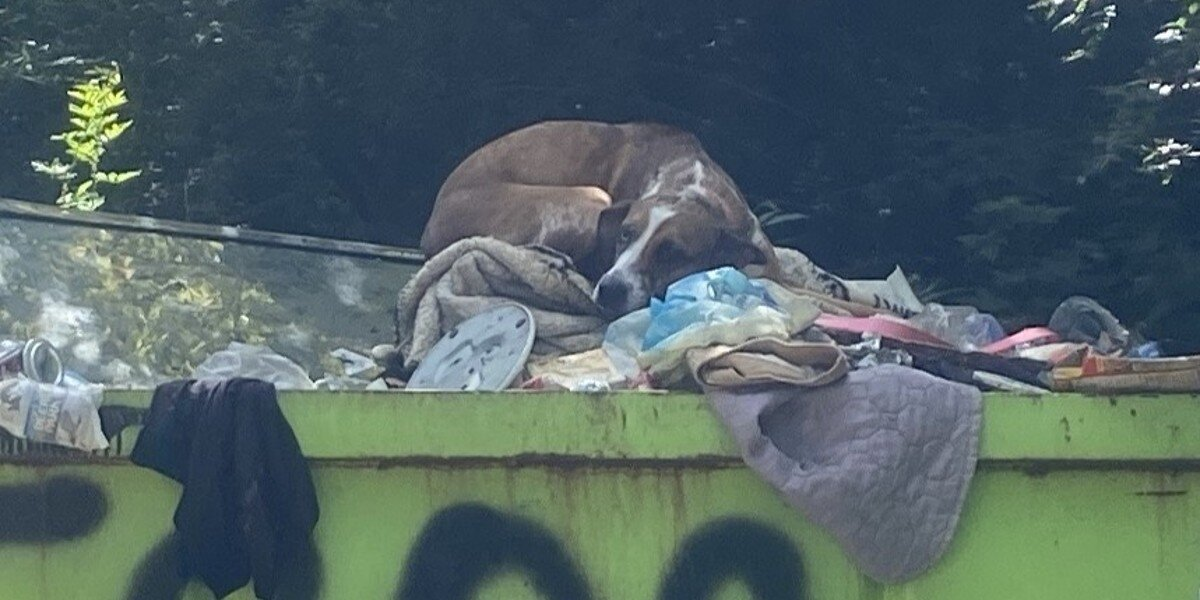 Dog Dumped In Trash For One Accident Is Finally Experiencing The Life She Deserves