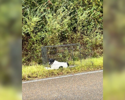 Woman Stops For Dog With Heartbreaking Eyes — And Finds A Whole Family Hidden Inside A Crate