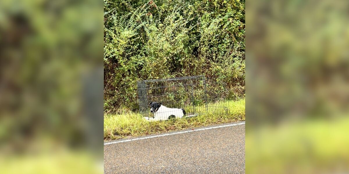 Woman Stops For Dog With Heartbreaking Eyes — And Finds A Whole Family Hidden Inside A Crate