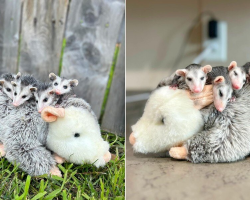 Orphaned Opossum Babies Snuggle With A Stuffed ‘Mom’ After Losing The Real One