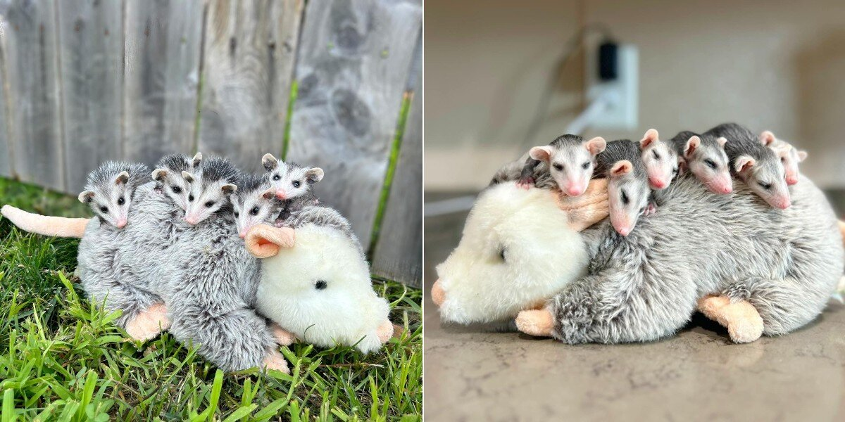 Orphaned Opossum Babies Snuggle With A Stuffed ‘Mom’ After Losing The Real One
