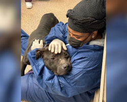 Dog Rescued From Horrific Abuse Melts Into Safety The Moment Someone Finally Holds Him