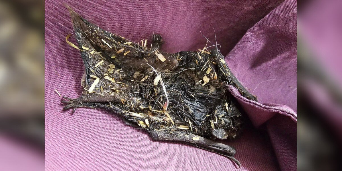 Tiny Creature Found Covered In Sticky Gunk Is Almost Unrecognizable — Until Rescuers Step In