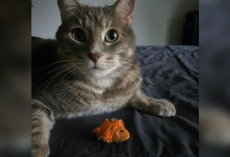 Cat Dad Honors His Best Friend With the Sweetest Tattoo You’ll Ever See