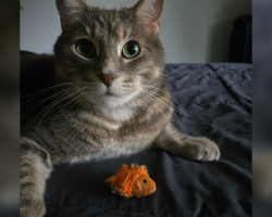 Cat Dad Honors His Best Friend With the Sweetest Tattoo You’ll Ever See