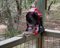 She Forgot To Turn Off A Porch Fan — And Came Back To An Unexpected Guest