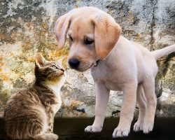 How To Introduce a Puppy to a Cat (And Actually Help Them Become Friends)