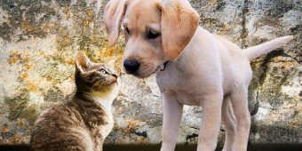 How To Introduce a Puppy to a Cat (And Actually Help Them Become Friends)