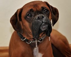 Why Is My Dog Drooling So Much? Causes, Red Flags, And What To Do