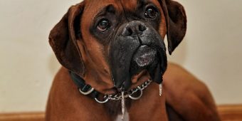 Why Is My Dog Drooling So Much? Causes, Red Flags, And What To Do