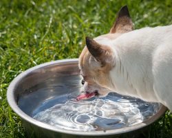 6 Spill-Proof Dog Bowls For Messy Drinkers