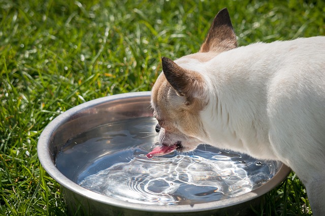 6 Spill-Proof Dog Bowls For Messy Drinkers