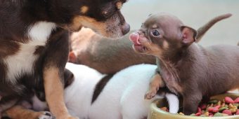 How To Help a Dog Who Guards His Food (Without Making Things Worse)