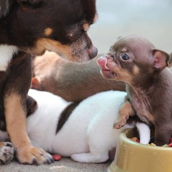 How To Help a Dog Who Guards His Food (Without Making Things Worse)