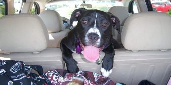 Best Dog Car Seats: Safe, Comfy Rides for Your Most Precious Passenger