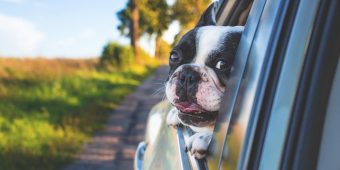Dog Car Anxiety: Signs, Causes, and How to Help Your Pup Enjoy the Ride