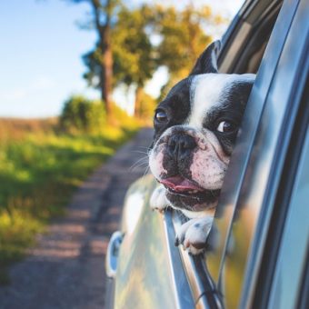 Dog Car Anxiety: Signs, Causes, and How to Help Your Pup Enjoy the Ride