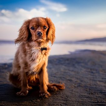Dog Beach Safety: 10 Smart Tips to Keep Your Pup Safe by the Sea
