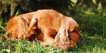 How to Tell If Your Dog Has Fleas (And What to Do About It)