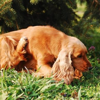 How to Tell If Your Dog Has Fleas (And What to Do About It)