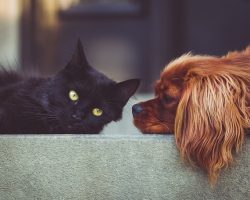 The Stress-Free Guide To Introducing Your Cat and Dog (Without Any Chaos)