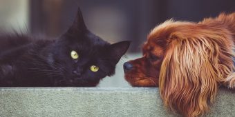 The Stress-Free Guide To Introducing Your Cat and Dog (Without Any Chaos)