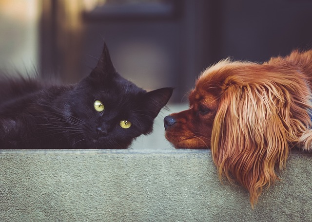 The Stress-Free Guide To Introducing Your Cat and Dog (Without Any Chaos)